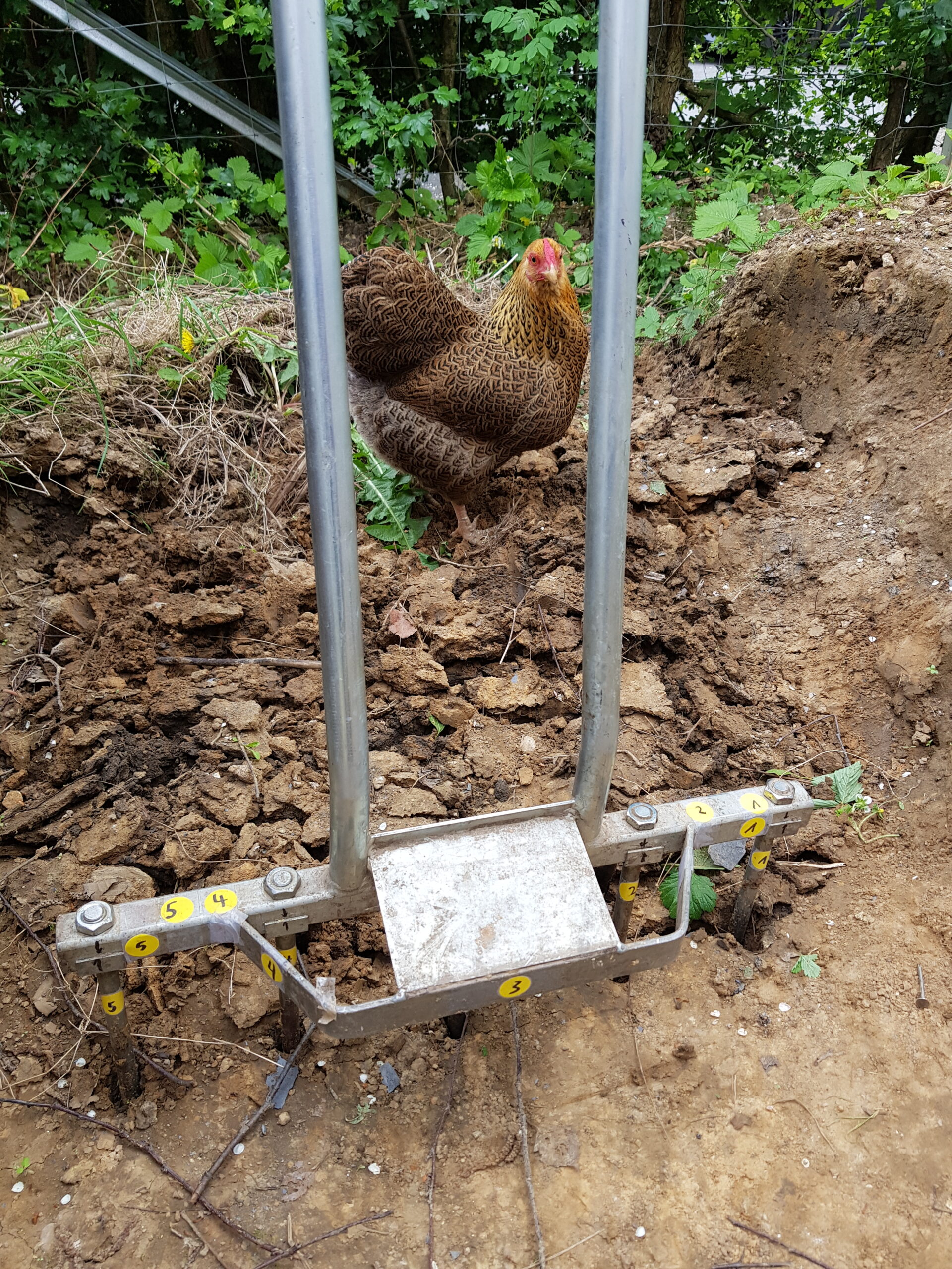 Ein Huhn schaut zu, wie ein Beet im Unicornflowers-Garten entsteht