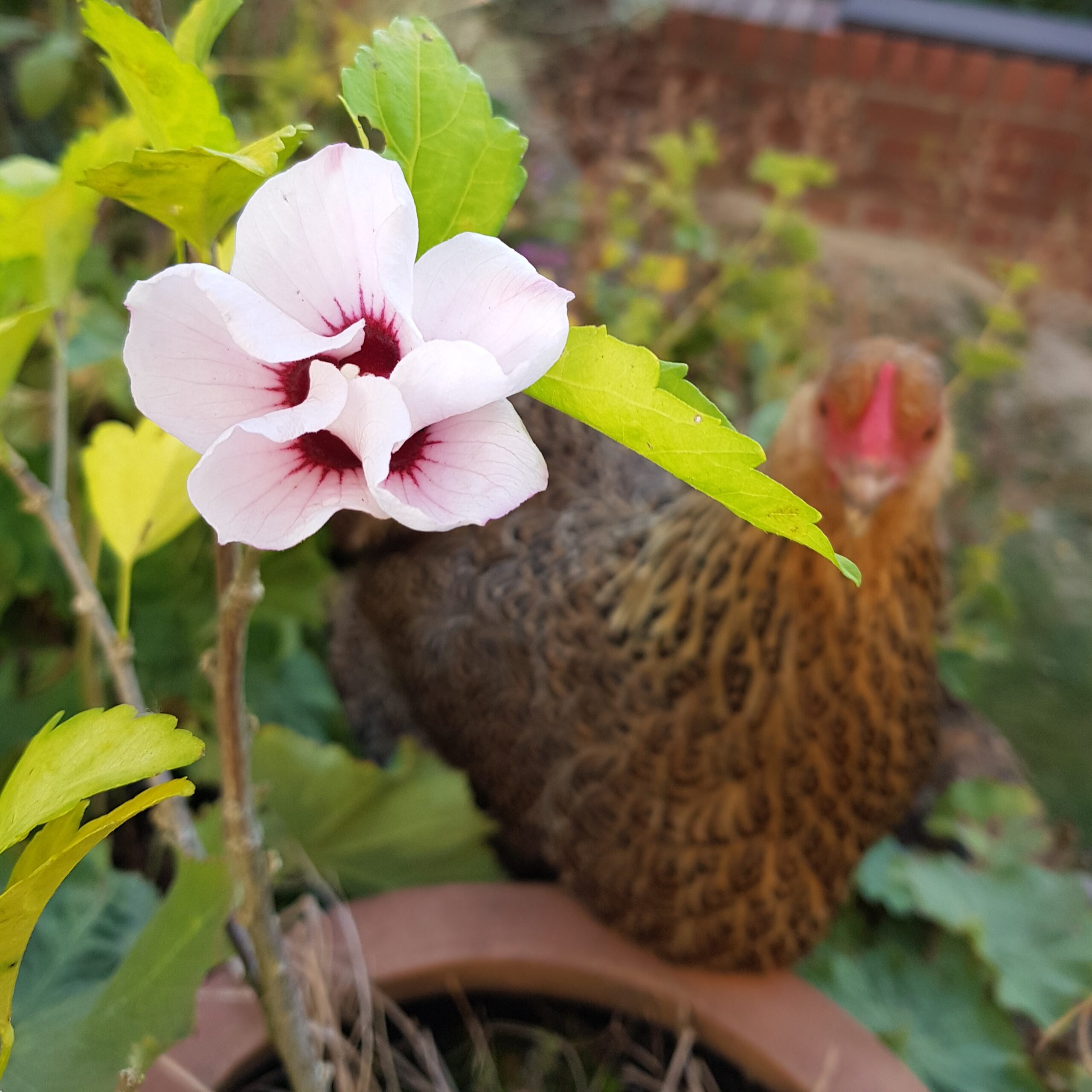 Ein Huhn erkundet den Unicornflowers-Garten