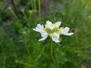 Detailansicht einer weißen aufblühenden Skabiose