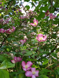 Clematis aus dem Unicornflowers-Garten