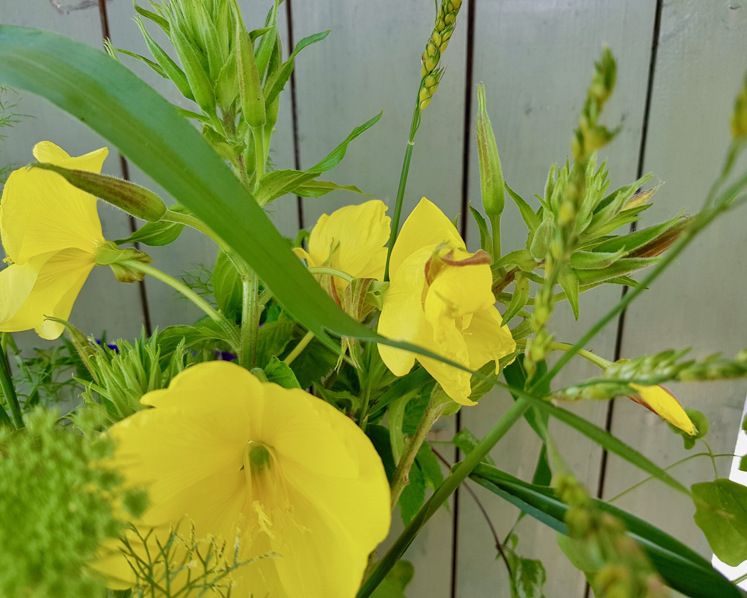 Leuchtend gelbe Blüten der Nachtkerze, Teil eines Blumenstraußes