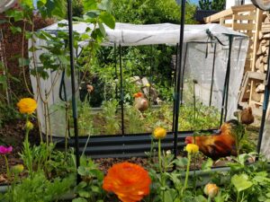 Die Hühner laufen im Uncornflowers-Garten frei herum