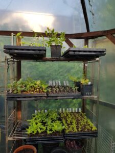 Jungpflanzenanzucht im Foliengewächshaus