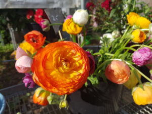 Bunte nachhaltig angebaute Ranunkeln