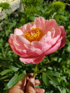 Blühende Pfingstrose