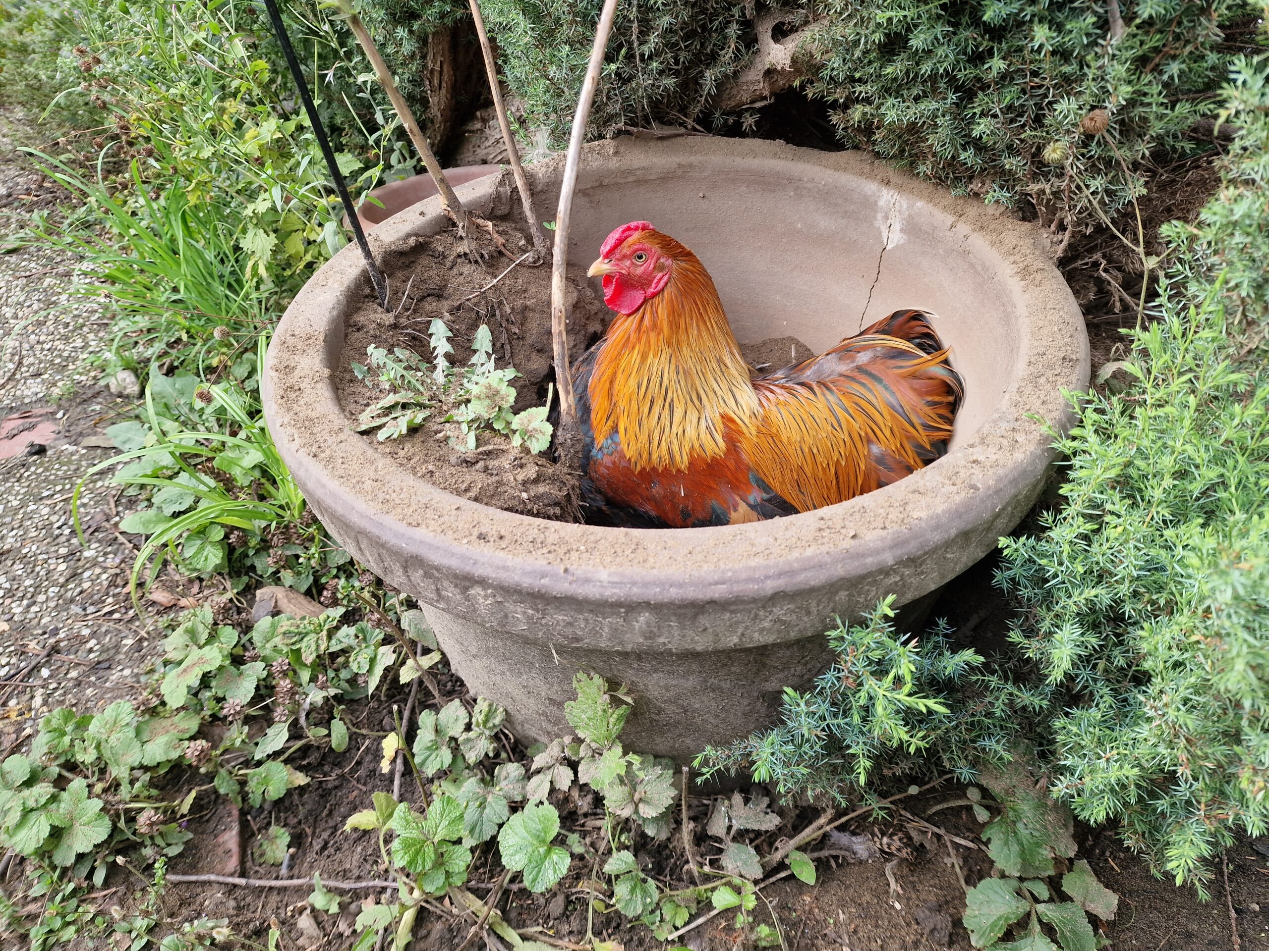 Hahn Karl nimmt ein Sandbad im großen Blumentopf im Unicornflowers Garten