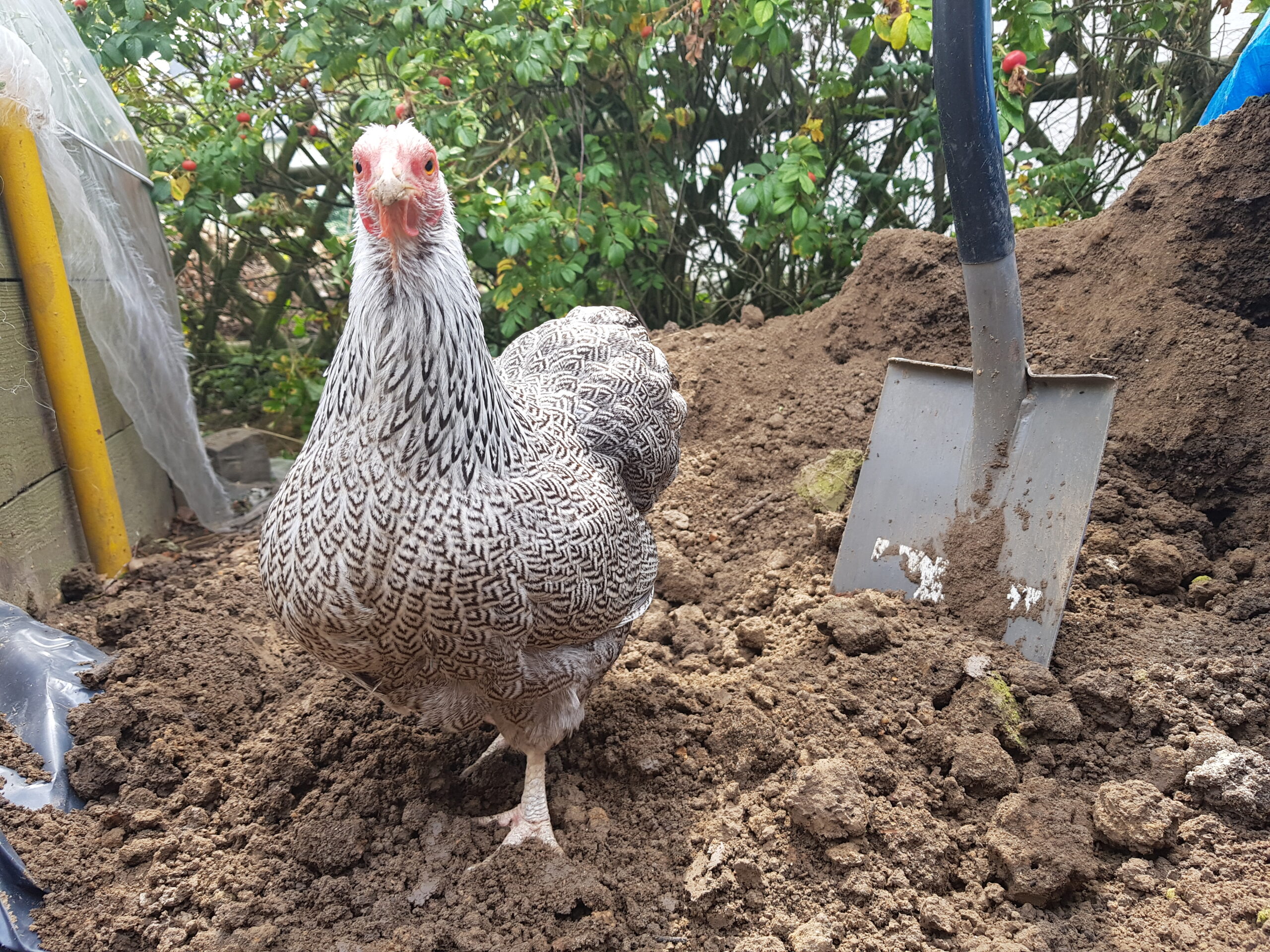 Huhn Elmchen schaut frech in die Kamera - neben sich den Spaten begleitet es mich munter bei der Gartenarbeit