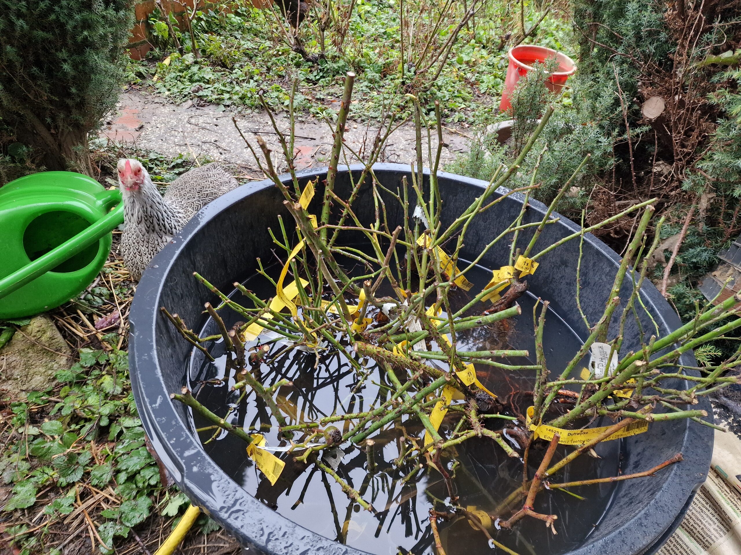 Vor dem Pflanzen werden die zahlreichen wurzelnackten Rosen gewässert, Huhn Elchen schaut zu