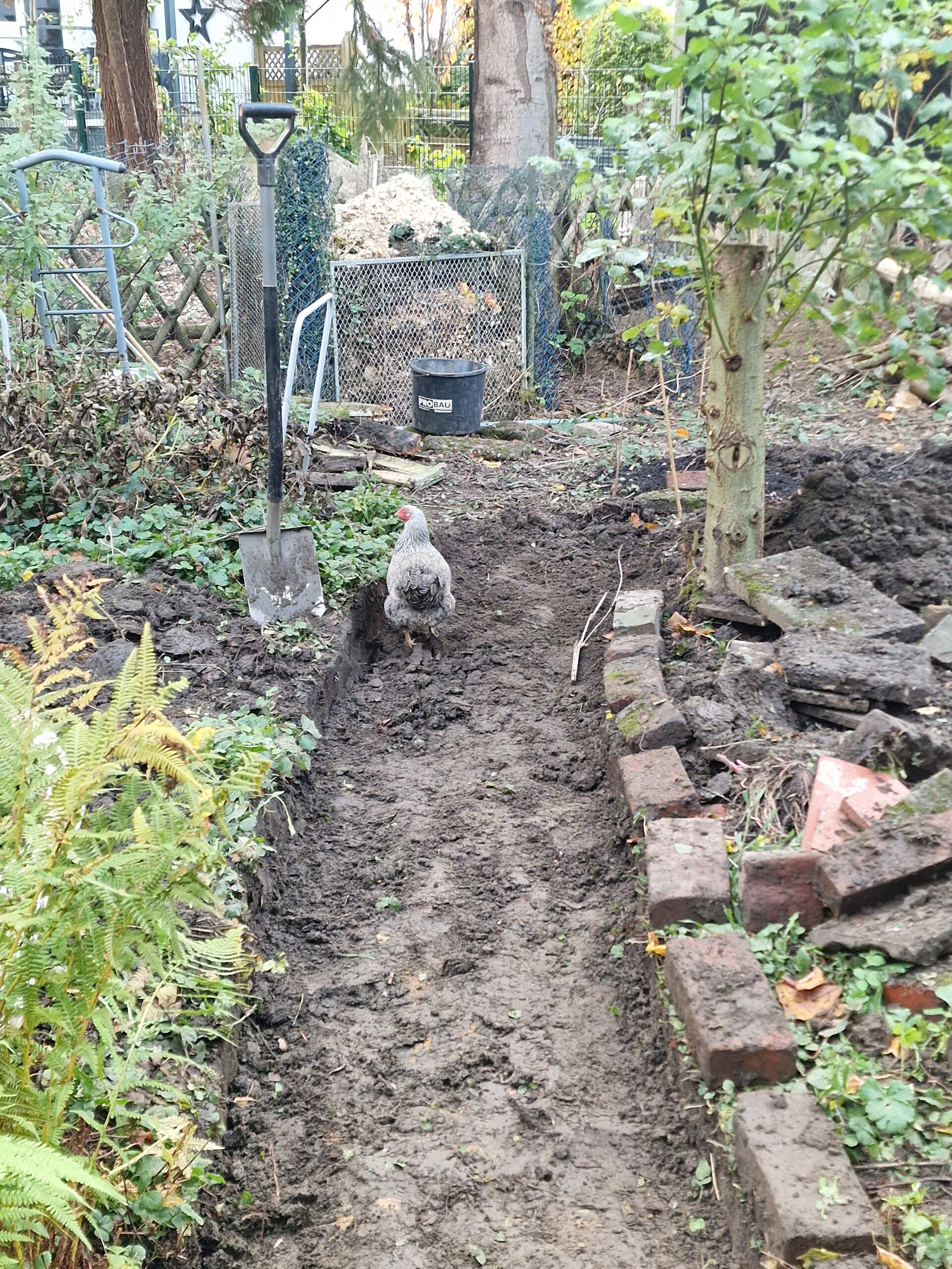 Ein neuer Weg wird angelegt im Unicornflowers Garten und Huhn Elmchen ist wie immer mit dabei