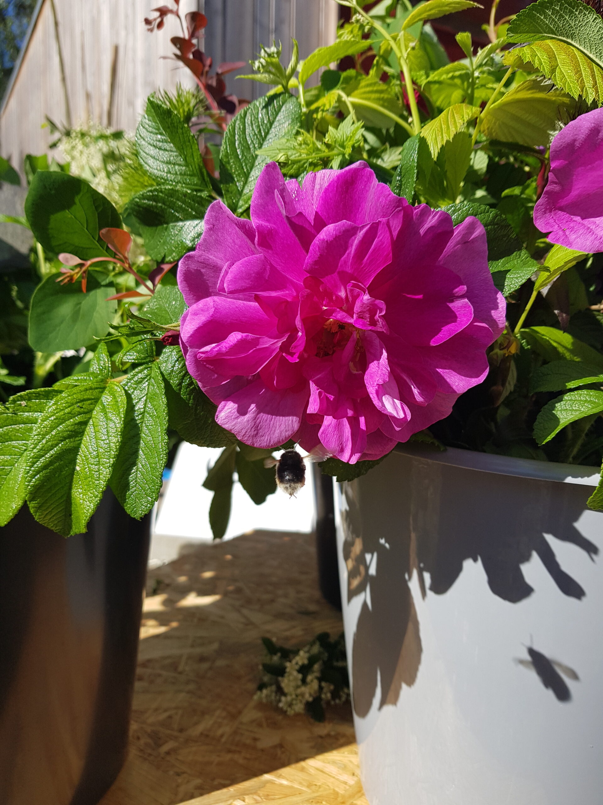 Kartoffelrose in leuchtendem pink im Ernteeimer vom Unicornflowers Blumenmarkt