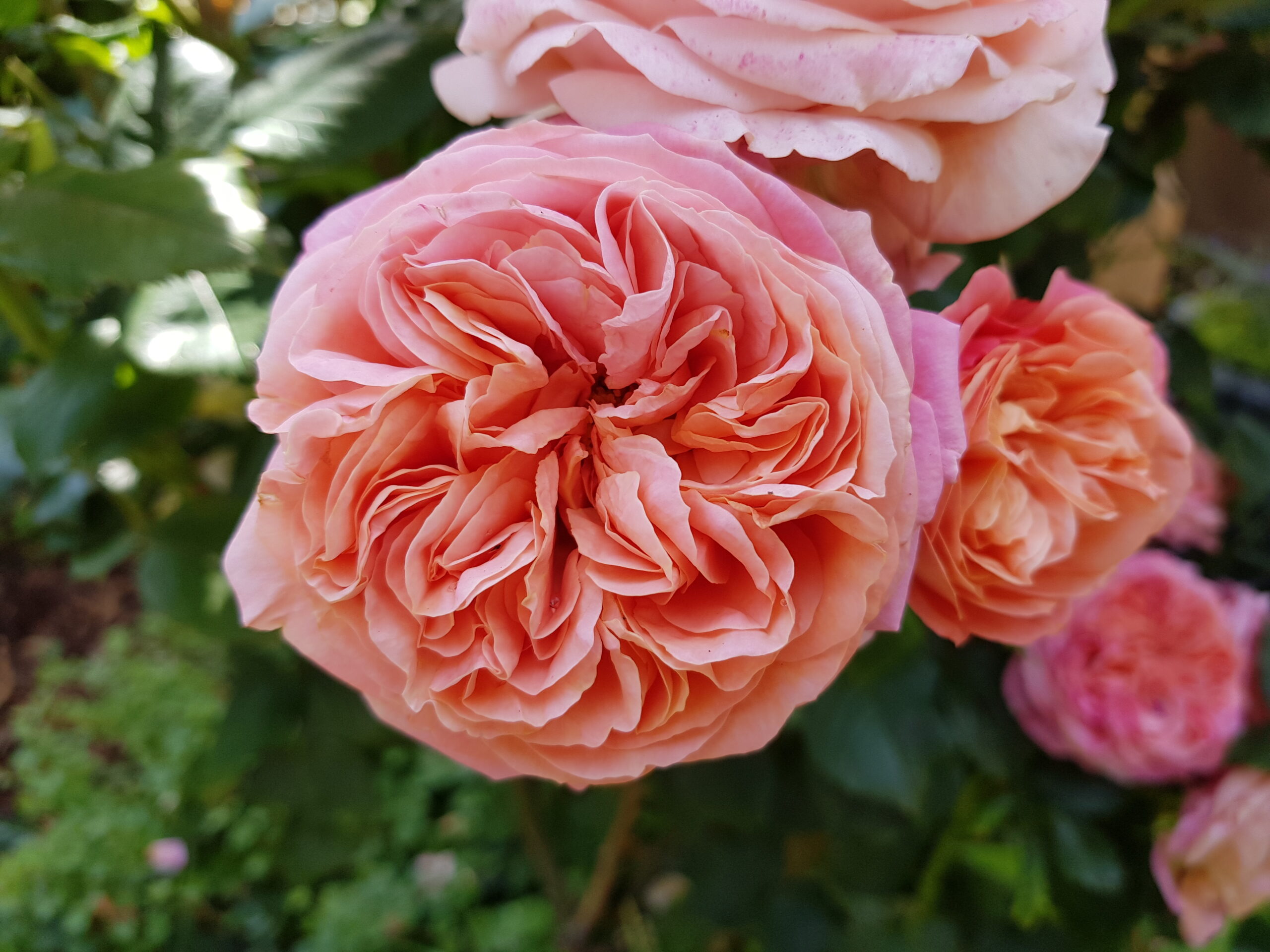 Englische Rose mit gefüllten Blüten in apricot-rosa