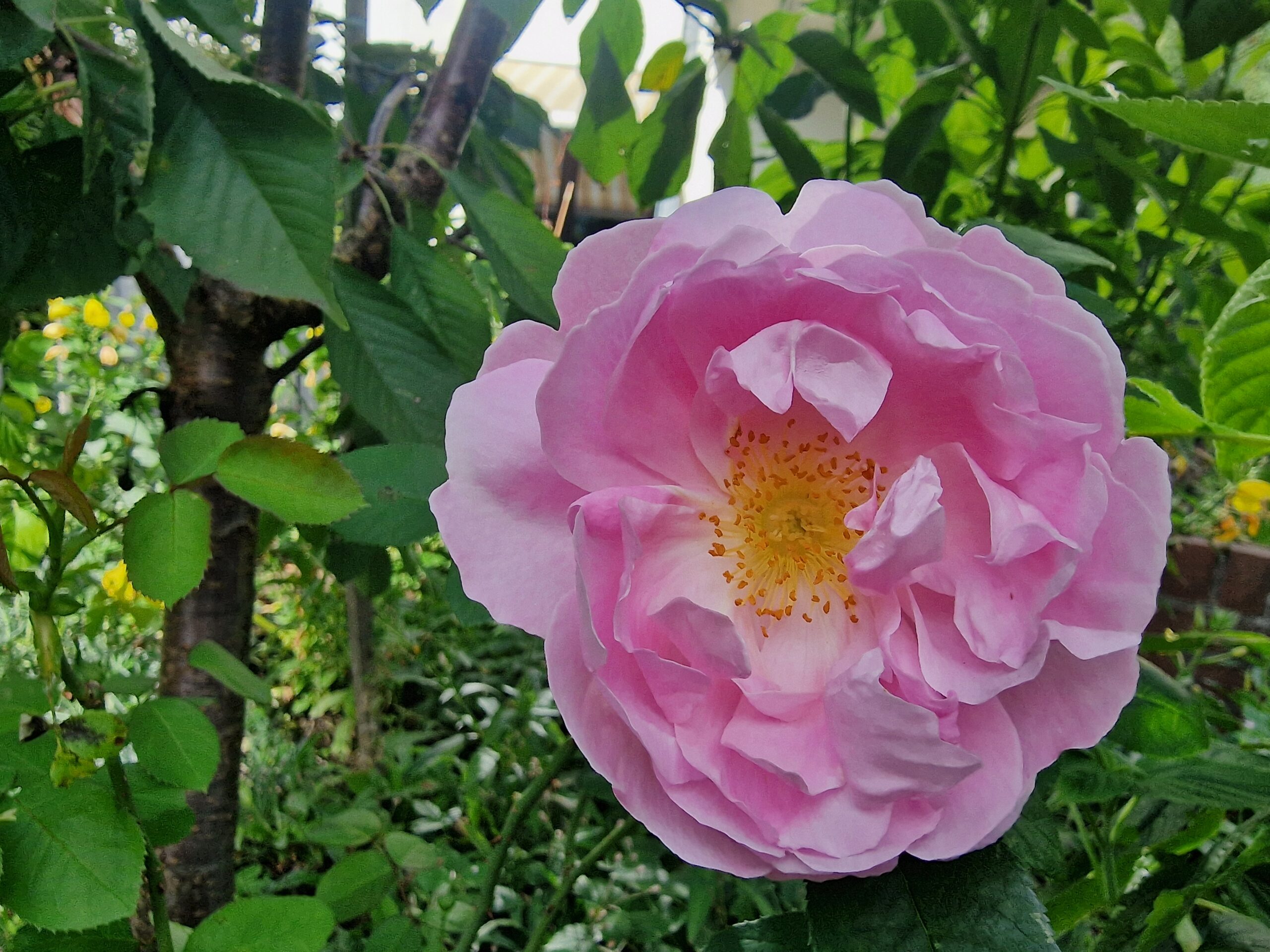 Rosa Gartenrose mit gelben Staubfäden im grünen Unicornflowers Garten