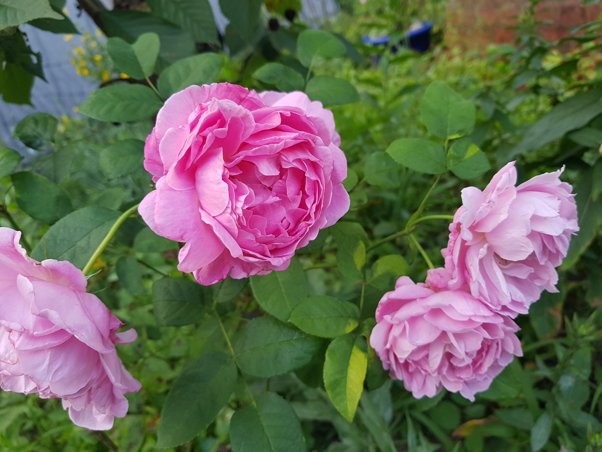 Gartenrosen in rosa mit frisch grünem Laub im Garten von Unicornflowers