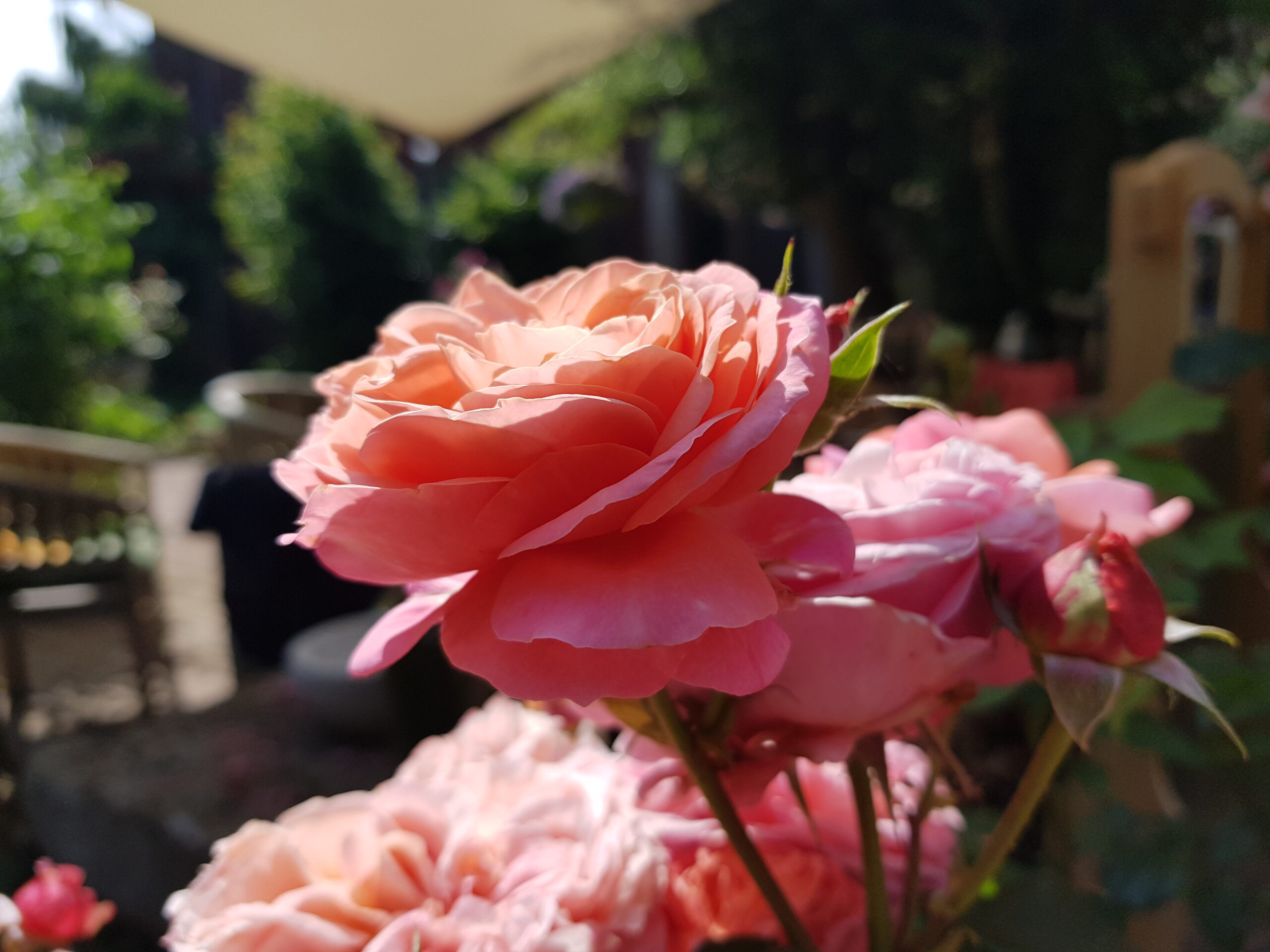 Englische Rose in apricot von Sonne beschienen