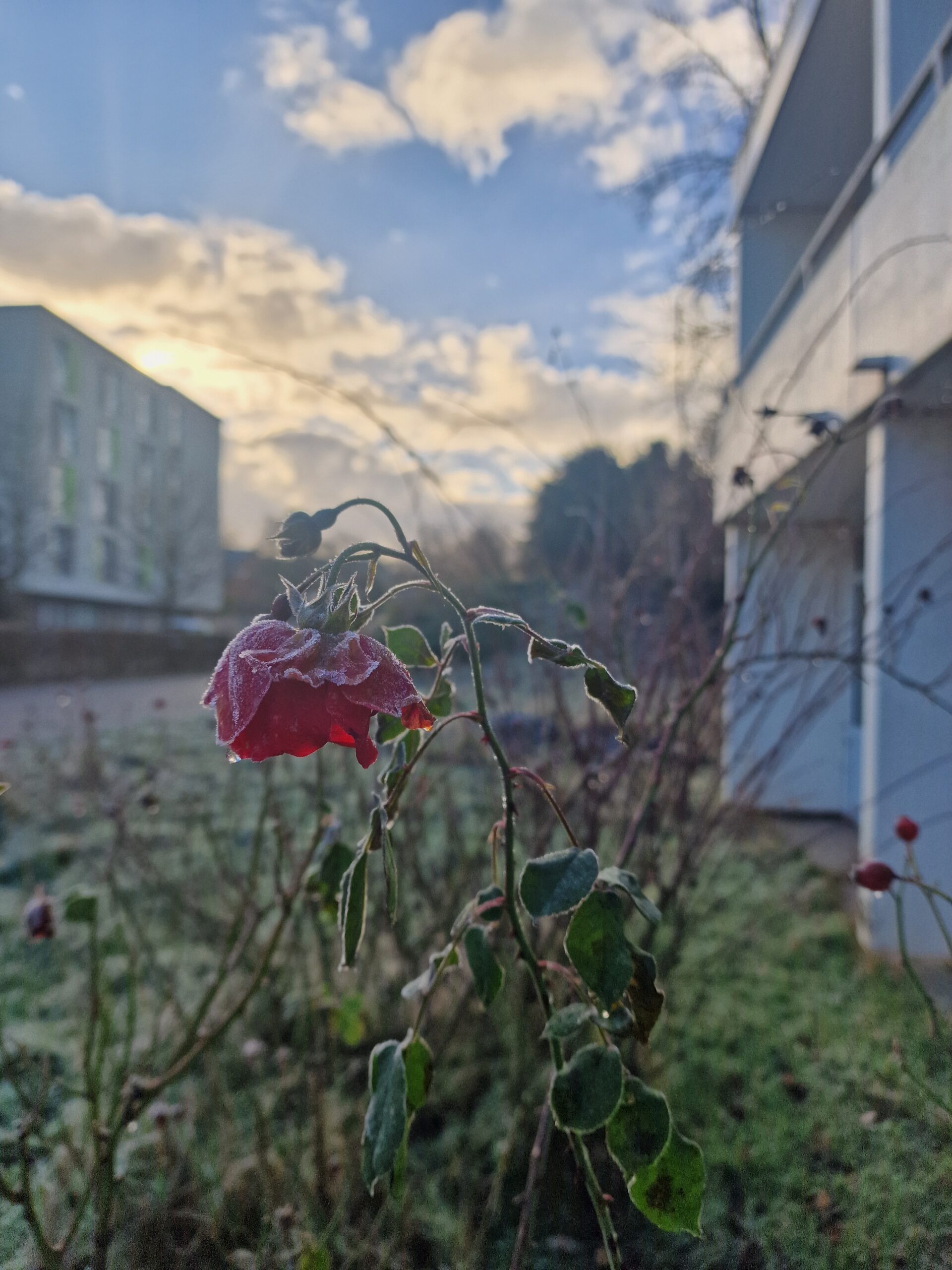 Rote Rose von Frost überzogen zwischen Gebäuden