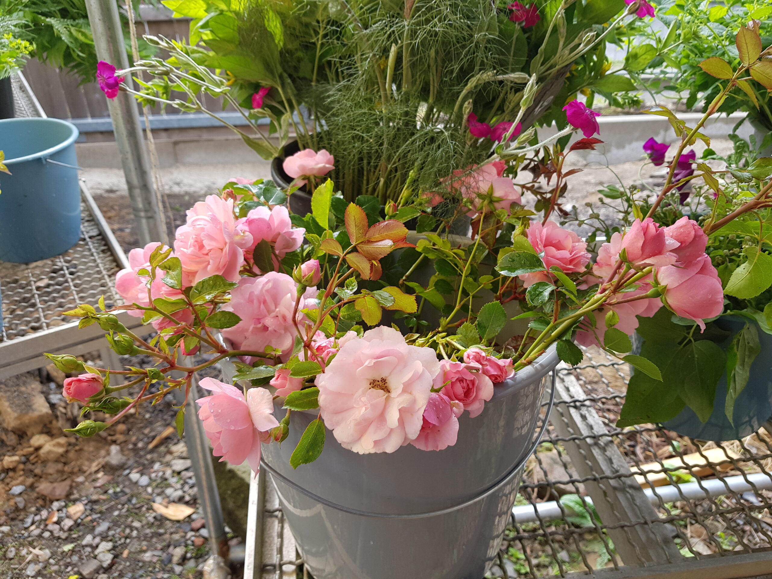 Geerntete Rosen im Eimer auf dem Blumenmarkt vom Unicornflowers Blumenklübchen