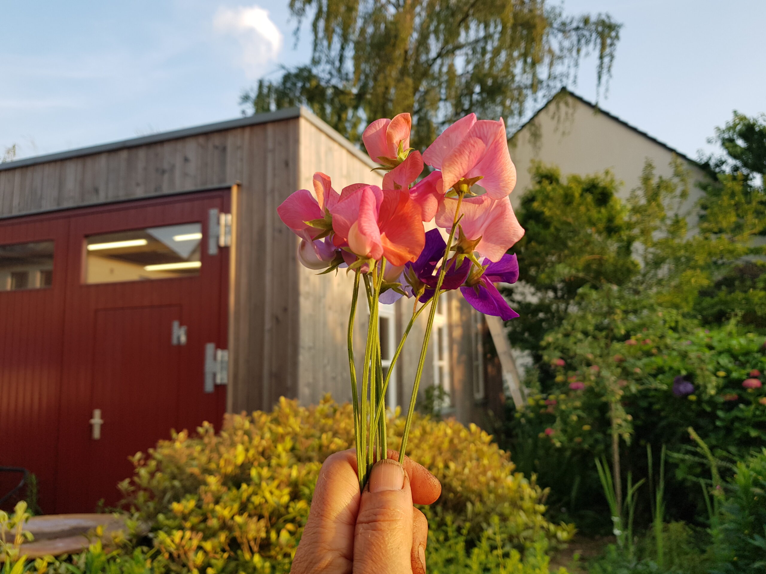 Duftwicken aus dem Unicornflowers Garten in rosé und lila, gehalten in meiner Hand, im Hintergrund das rote Garagentor