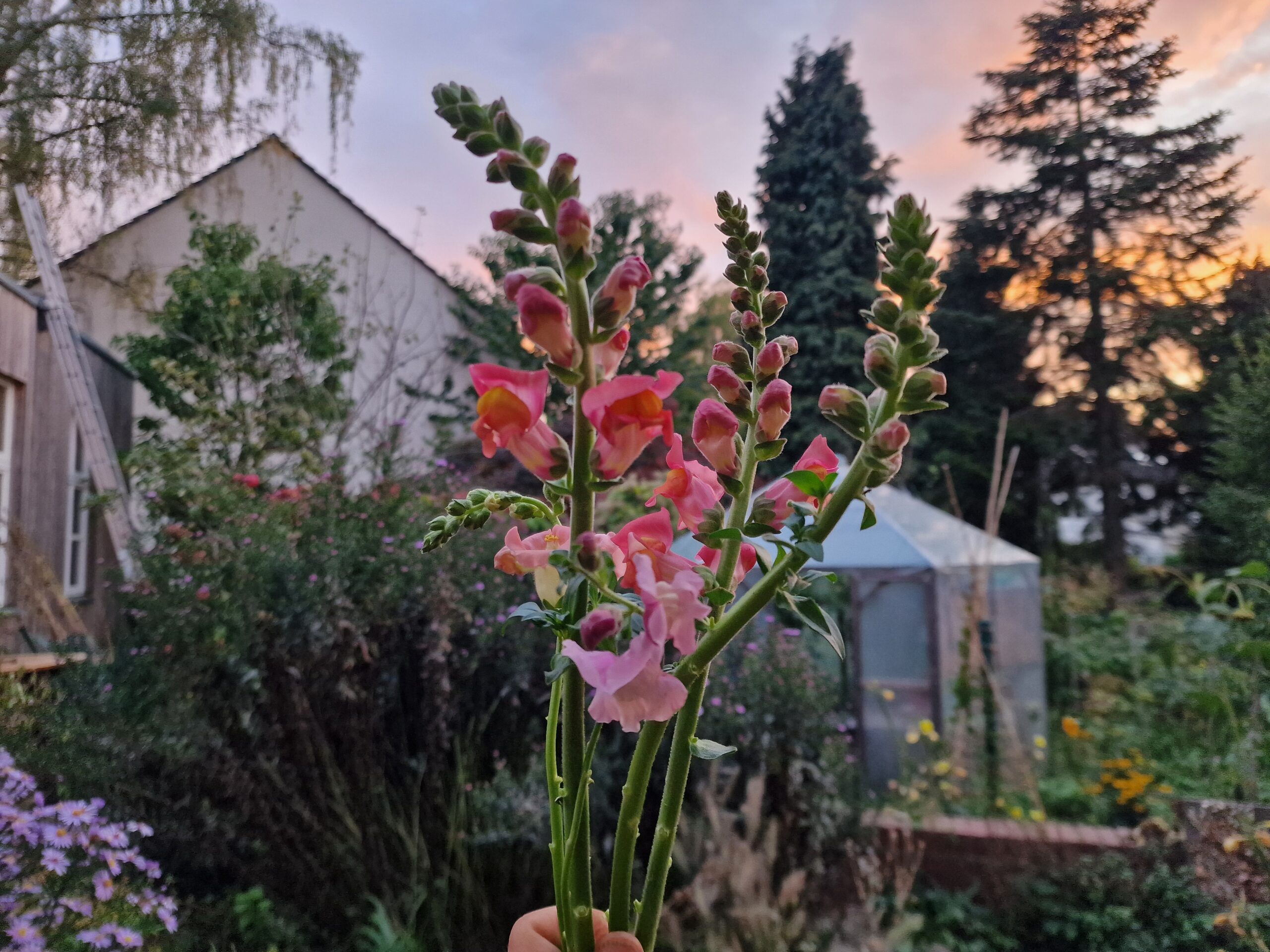 Löwenmäulchen aus dem Unicornflowers Garten in rosa und bronze, in meiner Hand gehalten, im Hintergrund das Gewächshaus in der Abendsonne