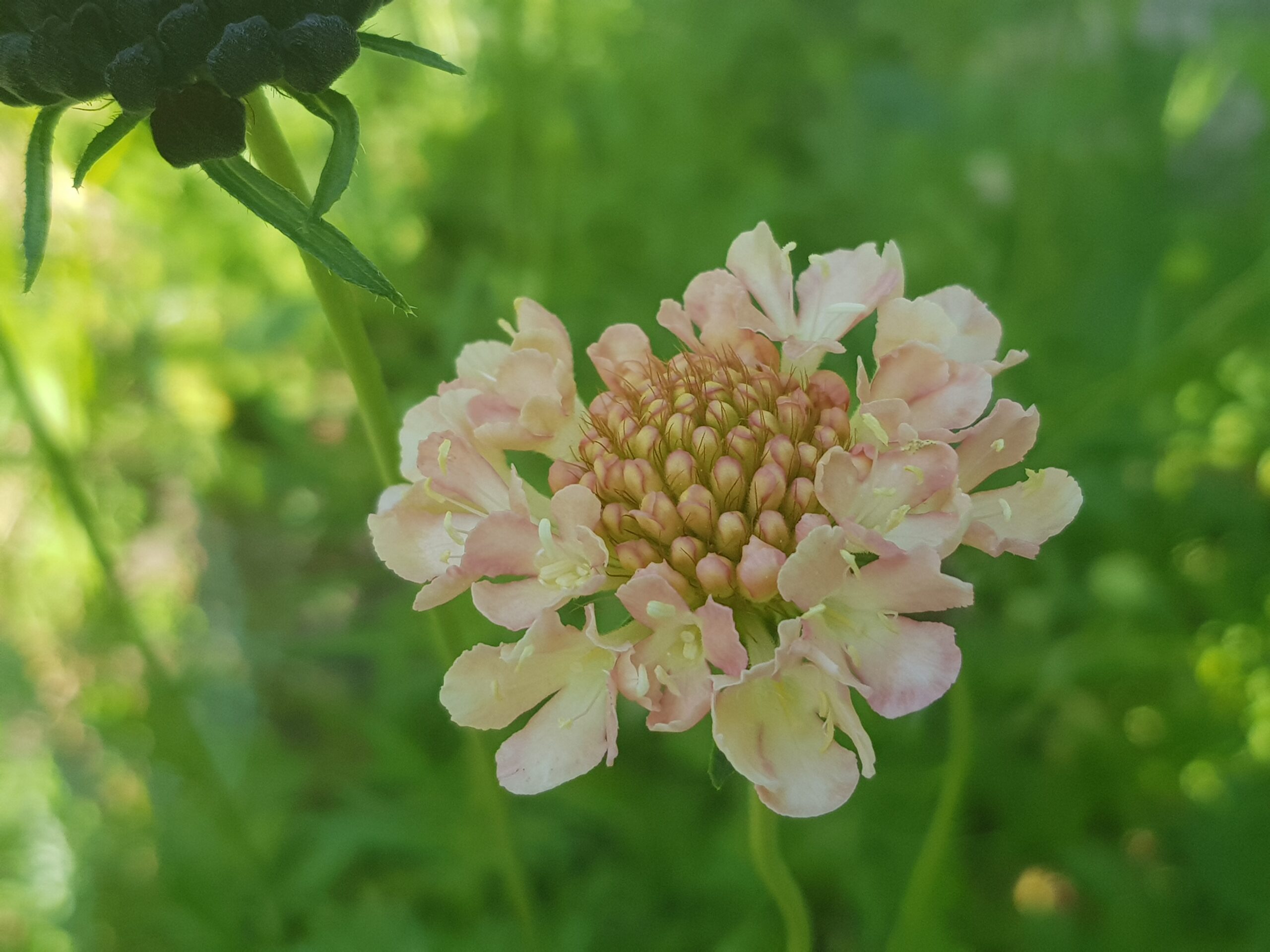 Samt-Skabiose aus dem Unicornflowers Garten in lachs-apricot, nur die äußeren Blütenblätter entfaltet