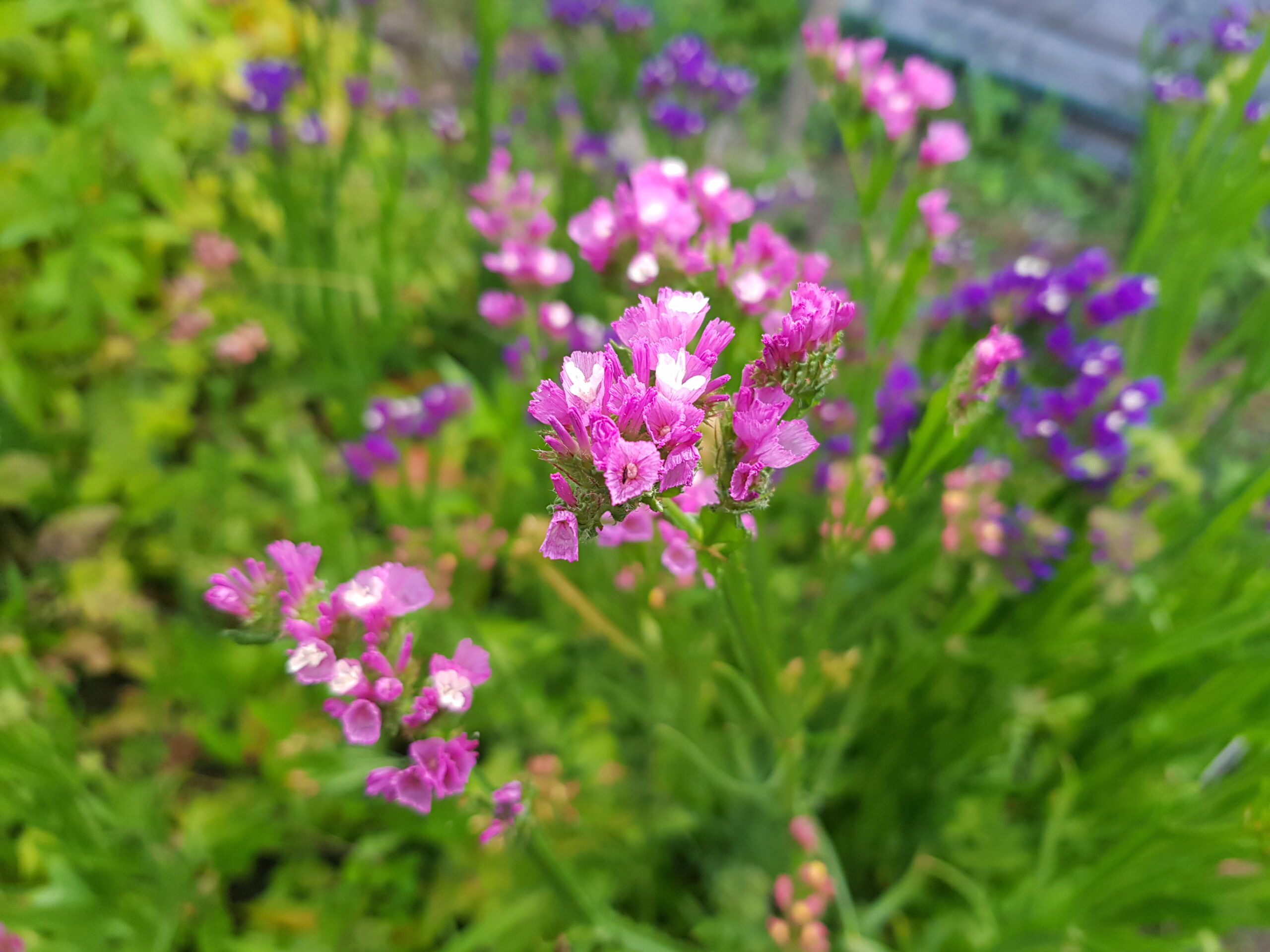 Geflügelter Strandflieder in rosa und lila im Unicornflowers Garten